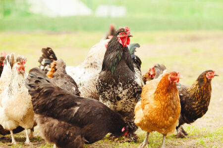 Ep. 150 What Can Chickens Eat? Image